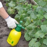 Najbolja prihrana za krastavce - kako se hraniti u stakleniku